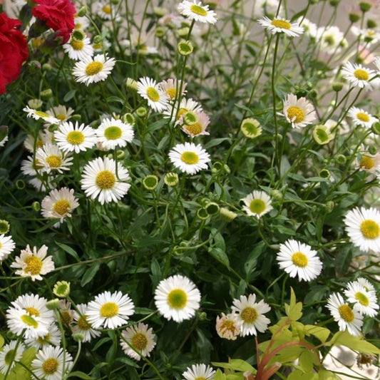 ERIGERON karvinskianus 'Sea of Blossom' - Fleabane, Mexican