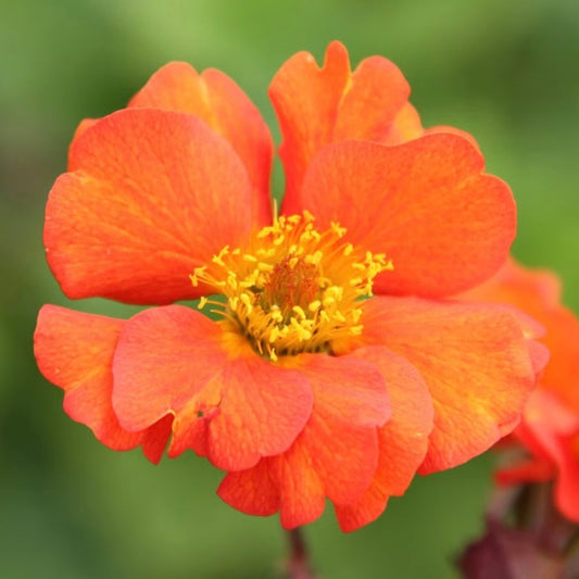 Geum - GEUM 'Borisii'