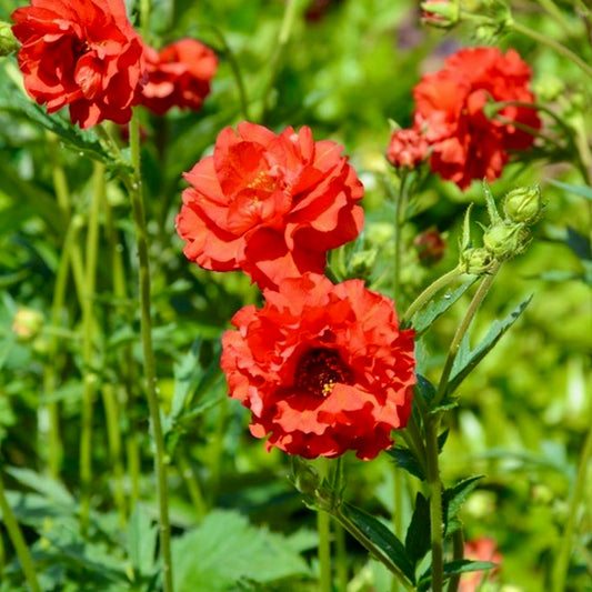 Geum - GEUM chiloense 'Blazing Sunset'