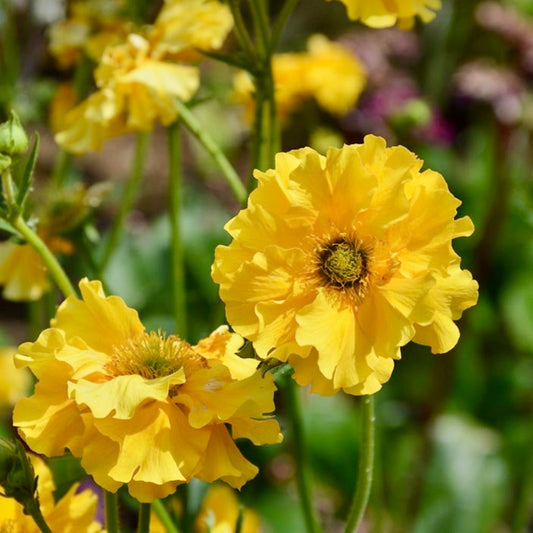 Geum - GEUM chiloense 'Sunrise'