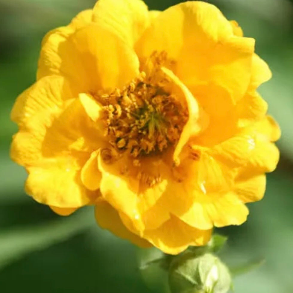 Geum - GEUM 'Lady Stratheden'