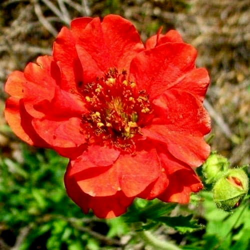 Geum - GEUM 'Mrs Bradshaw'