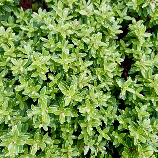 Hebe - HEBE 'Toparia'