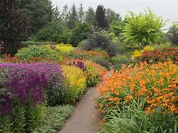 12 Mixed Winter Hardy Perennial Plants in 9cm Pots