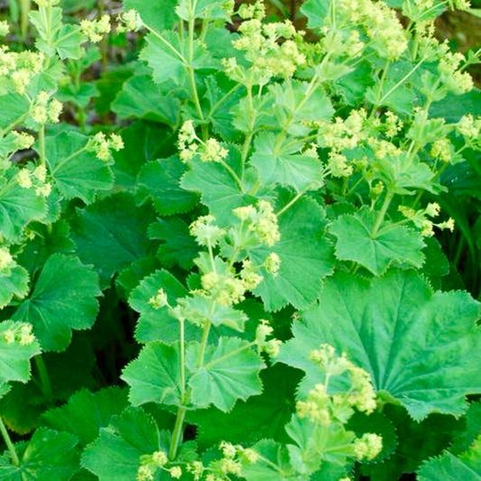 Lady's Mantle - ALCHEMILLA mollis