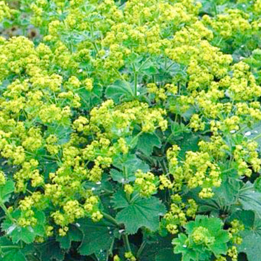 Lady's Mantle - ALCHEMILLA sericata 'Gold Strike'