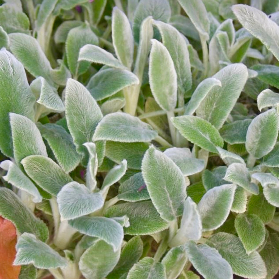 Lambs Ear - STACHYS byzantina 'Silver Carpet'