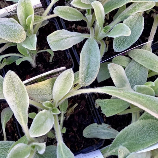 Lambs Ear - STACHYS lanata (byzantina)