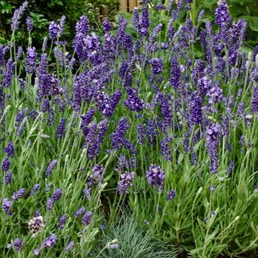 Lavender - LAVANDULA angustifolia 'Elegance Purple'