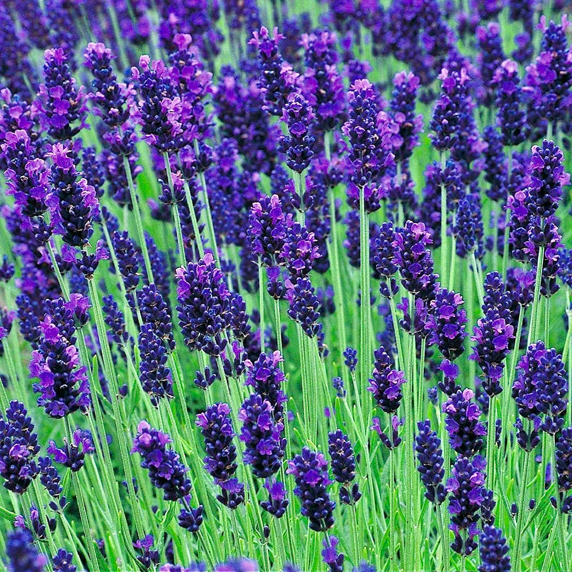 Lavender - LAVANDULA angustifolia 'Hidcote'