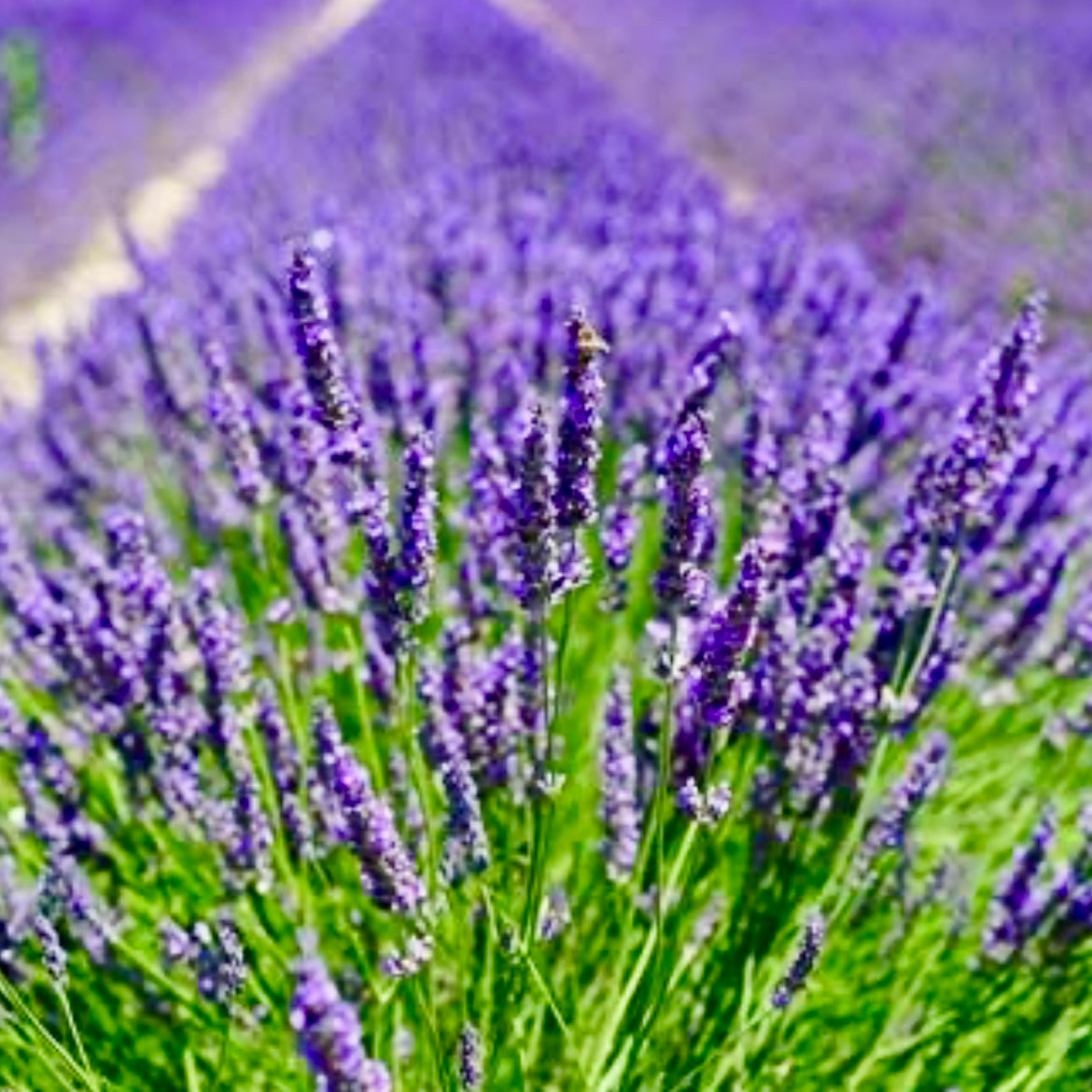 Lavender - LAVANDULA angustifolia 'Hidcote'