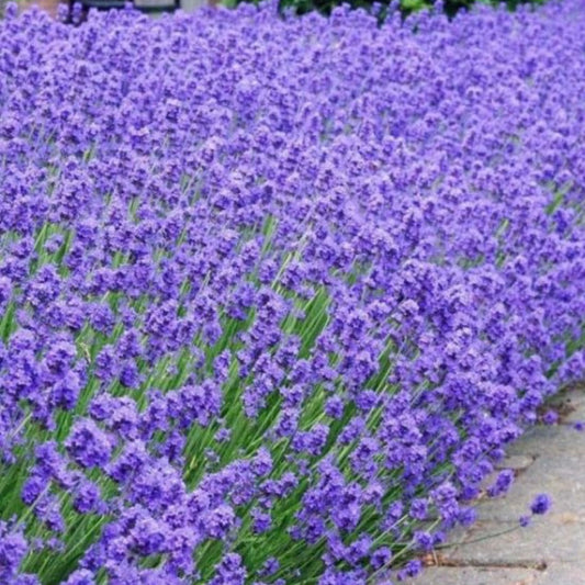 Lavender - LAVANDULA angustifolia 'Munstead' - Old English Lavender