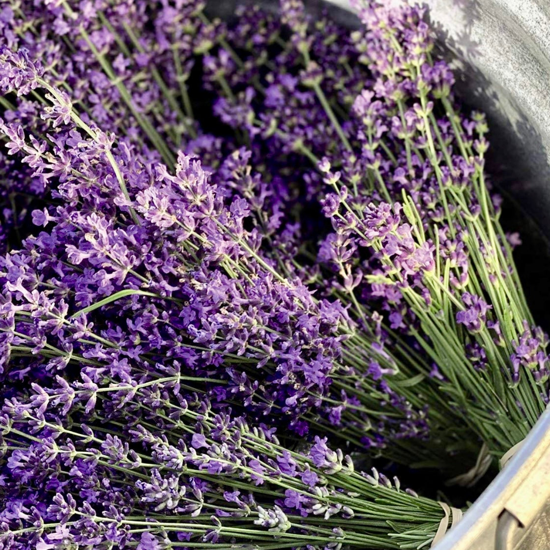 Lavender - LAVANDULA angustifolia 'Hidcote'