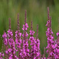 Lythrum salicaria (Purple Loosestrife) 9cm