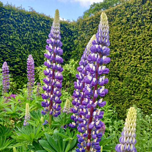 Lupin - LUPINUS 'Gallery Blue'