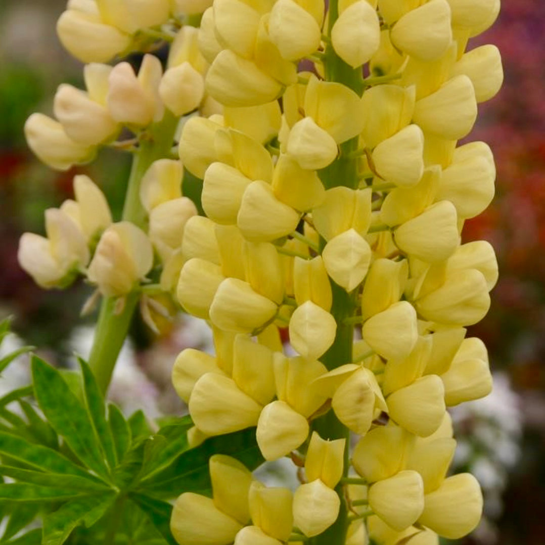 Lupin - LUPINUS Russell 'Chandelier' (Kronleuchter) (Yellow)