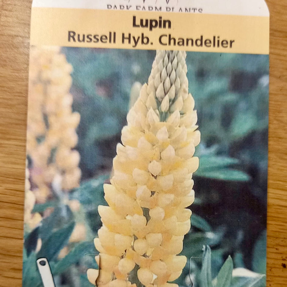 Lupin - LUPINUS Russell 'Chandelier' (Kronleuchter) (Yellow)