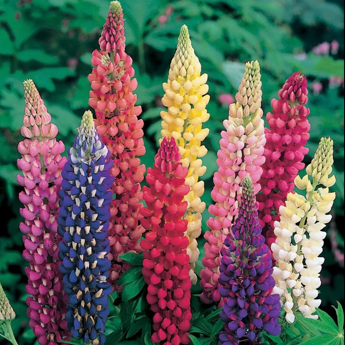 Lupin - LUPINUS Russell hybrids Mixed Colours