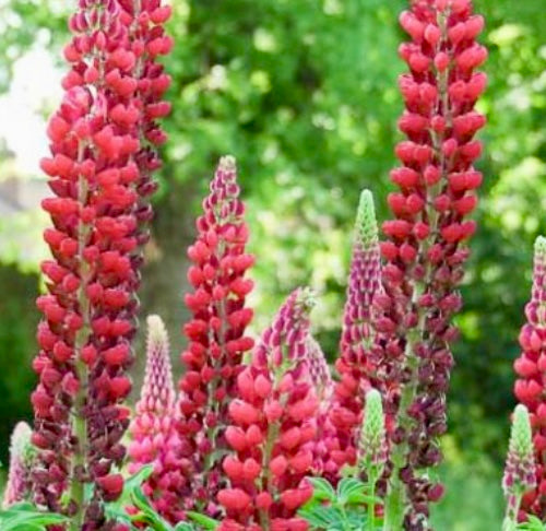 Lupin - LUPINUS Russell 'My Castle' (Brick Red)