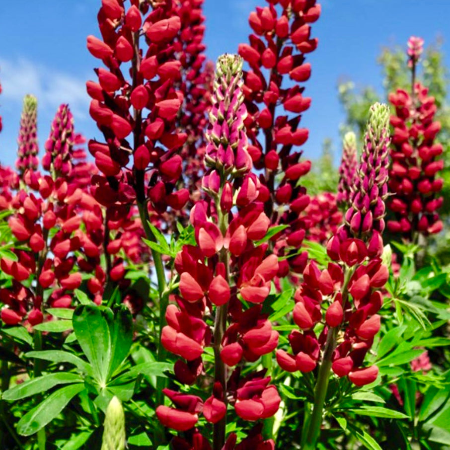 Lupin - LUPINUS Russell 'My Castle' (Brick Red)