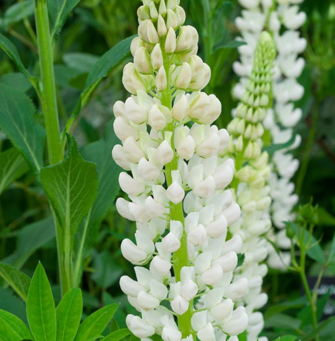 Lupin - LUPINUS Russell 'Noble Maiden' (Fraulein) (White)