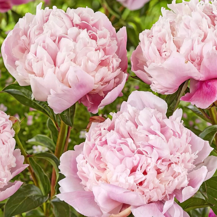 Peony - PAEONIA 'Shirley Temple'