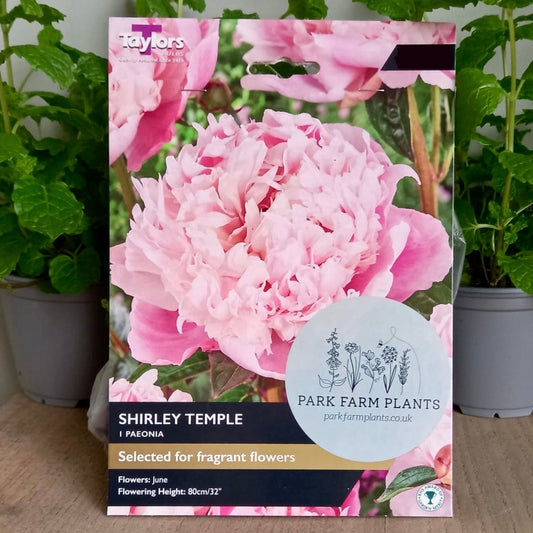 Peony - PAEONIA 'Shirley Temple'
