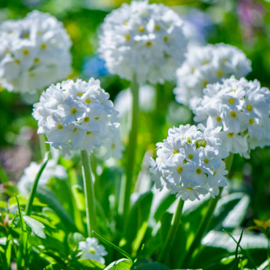Primrose, Drumstick - PRIMULA denticulata 'Alba'