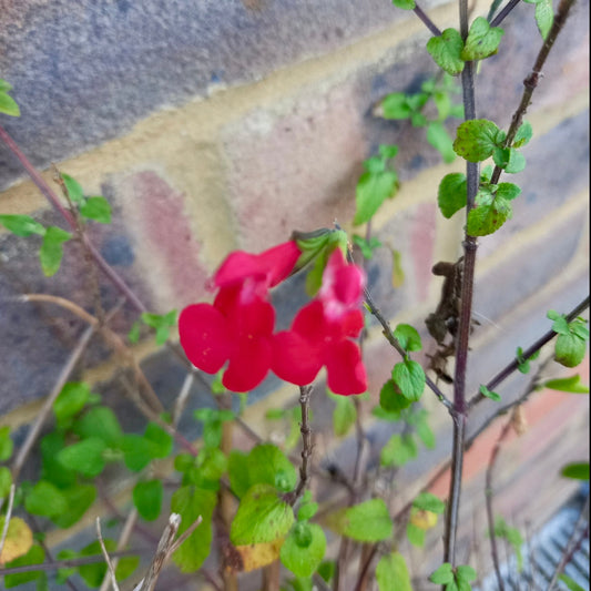 Salvia, Jame Sage - SALVIA x jamensis 'Royal Bumble'