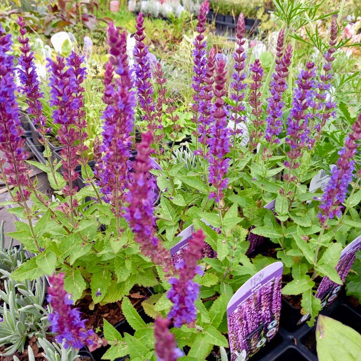 Salvia, Woodland Sage - SALVIA nemorosa Ostfrieslan 'East Friesland'