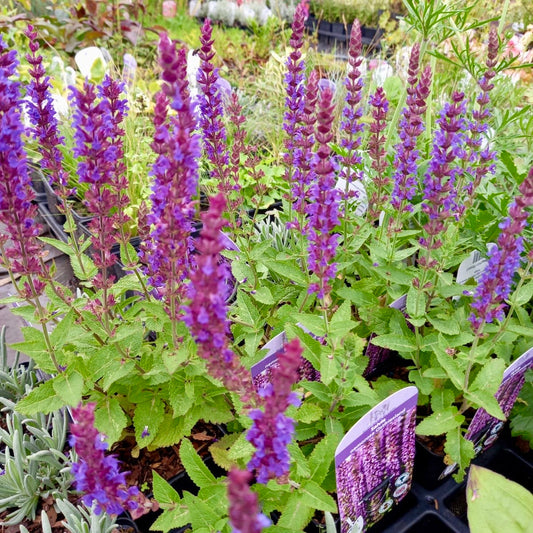 Salvia, Woodland Sage - SALVIA nemorosa Ostfrieslan 'East Friesland'