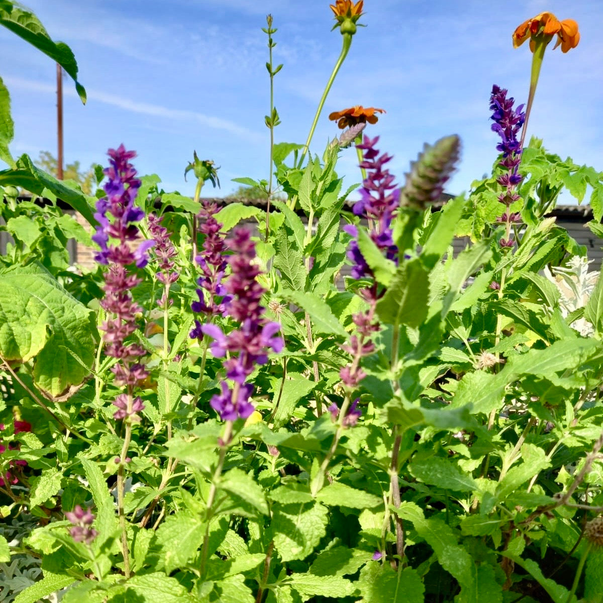 Salvia, Woodland Sage - SALVIA nemorosa Ostfrieslan 'East Friesland'