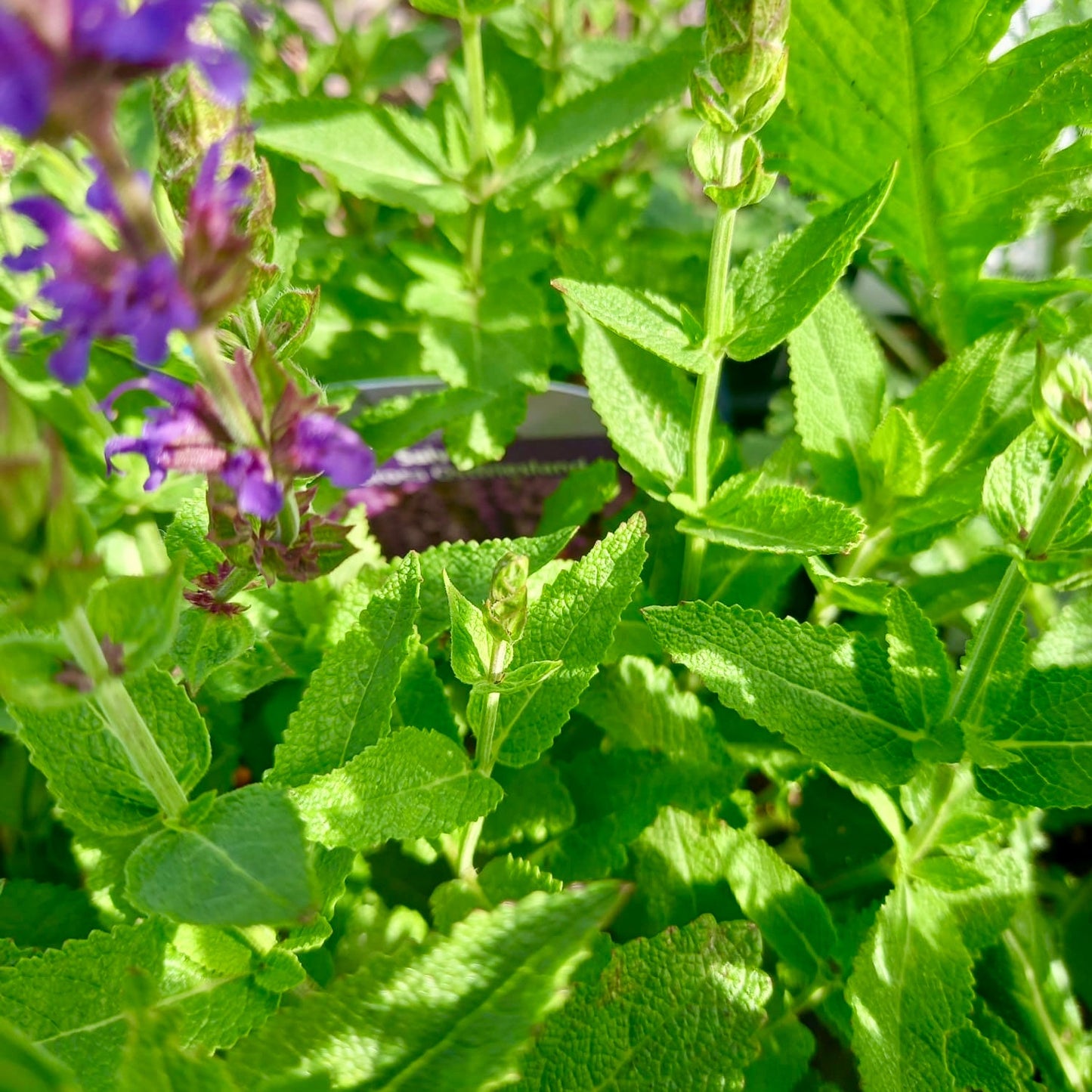 Salvia, Woodland Sage - SALVIA nemorosa Ostfrieslan 'East Friesland'