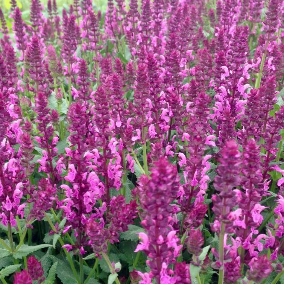 Salvia, Woodland Sage - SALVIA nemorosa 'Pink Friesland'
