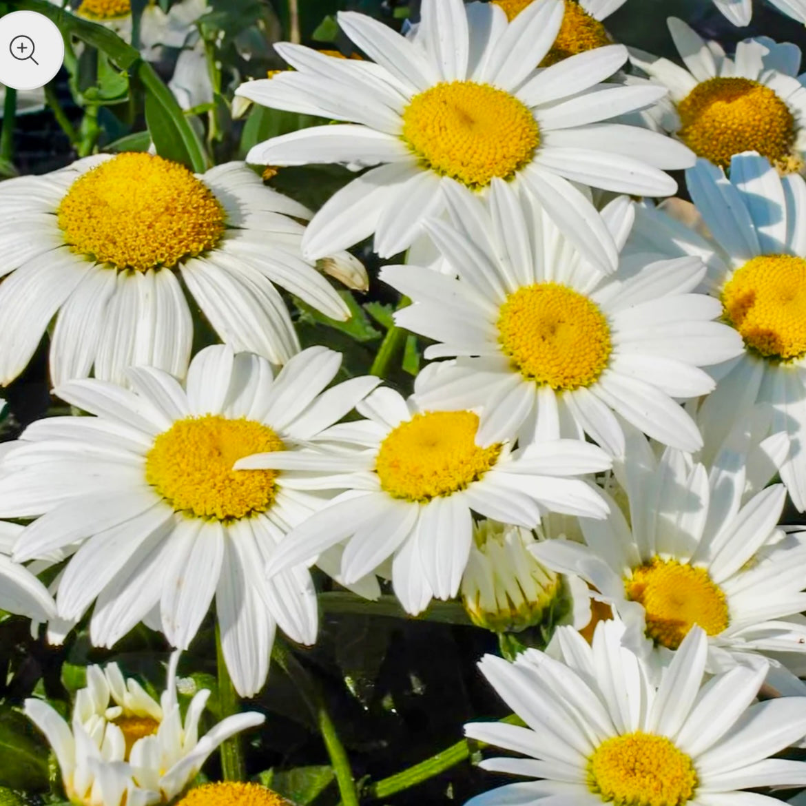 Shasta Daisy - LEUCANTHEMUM x superbum 'Alaska'