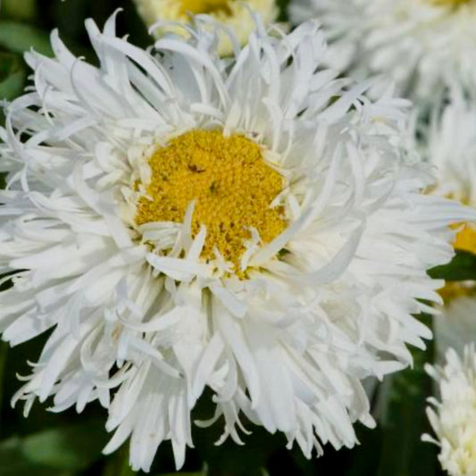 Shasta Daisy - LEUCANTHEMUM x superbum 'Cloud Cumulus'