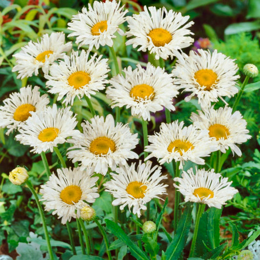 Shasta Daisy - LEUCANTHEMUM x superbum 'Crazy Daisy'