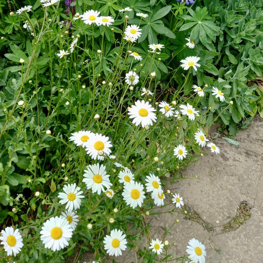 Shasta Daisy - LEUCANTHEMUM x superbum 'Silberprinzesschen'