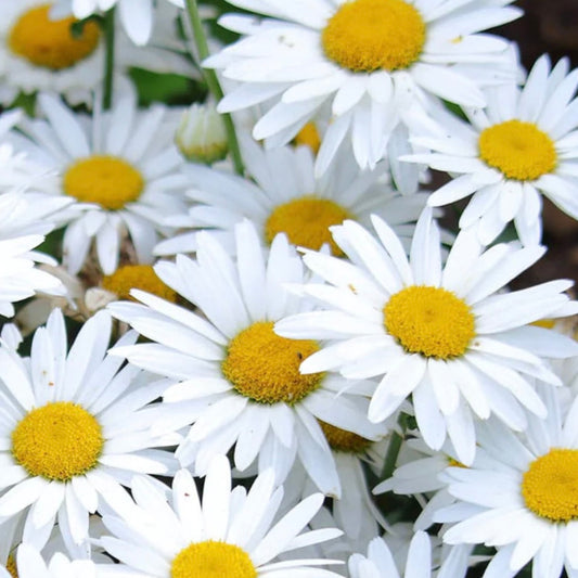 Shasta Daisy - LEUCANTHEMUM x superbum 'Snow Lady'