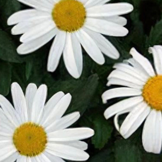 Shasta Daisy - LEUCANTHEMUM x superbum 'White Knight'