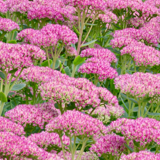 Stonecrop - SEDUM 'Herbstfreude'