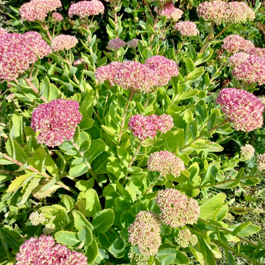 Stonecrop - SEDUM spectabile 'Autumn Joy'