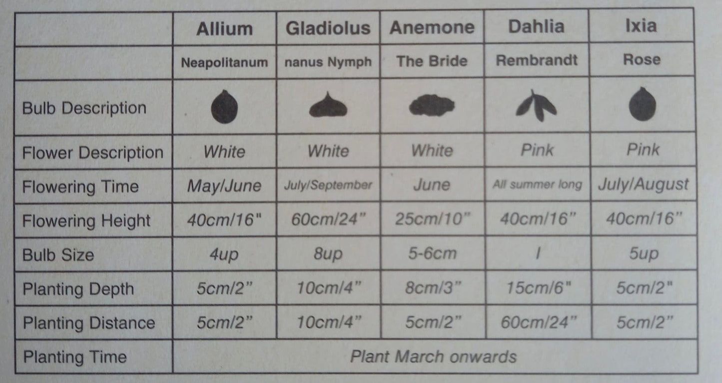 Summer Flowering Bulbs - 100 Days of Colour Bulb Collection