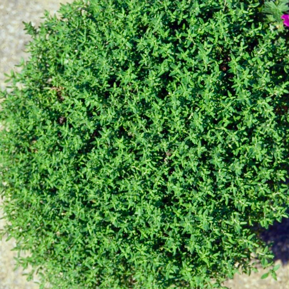 Thyme, Common - THYMUS vulgaris