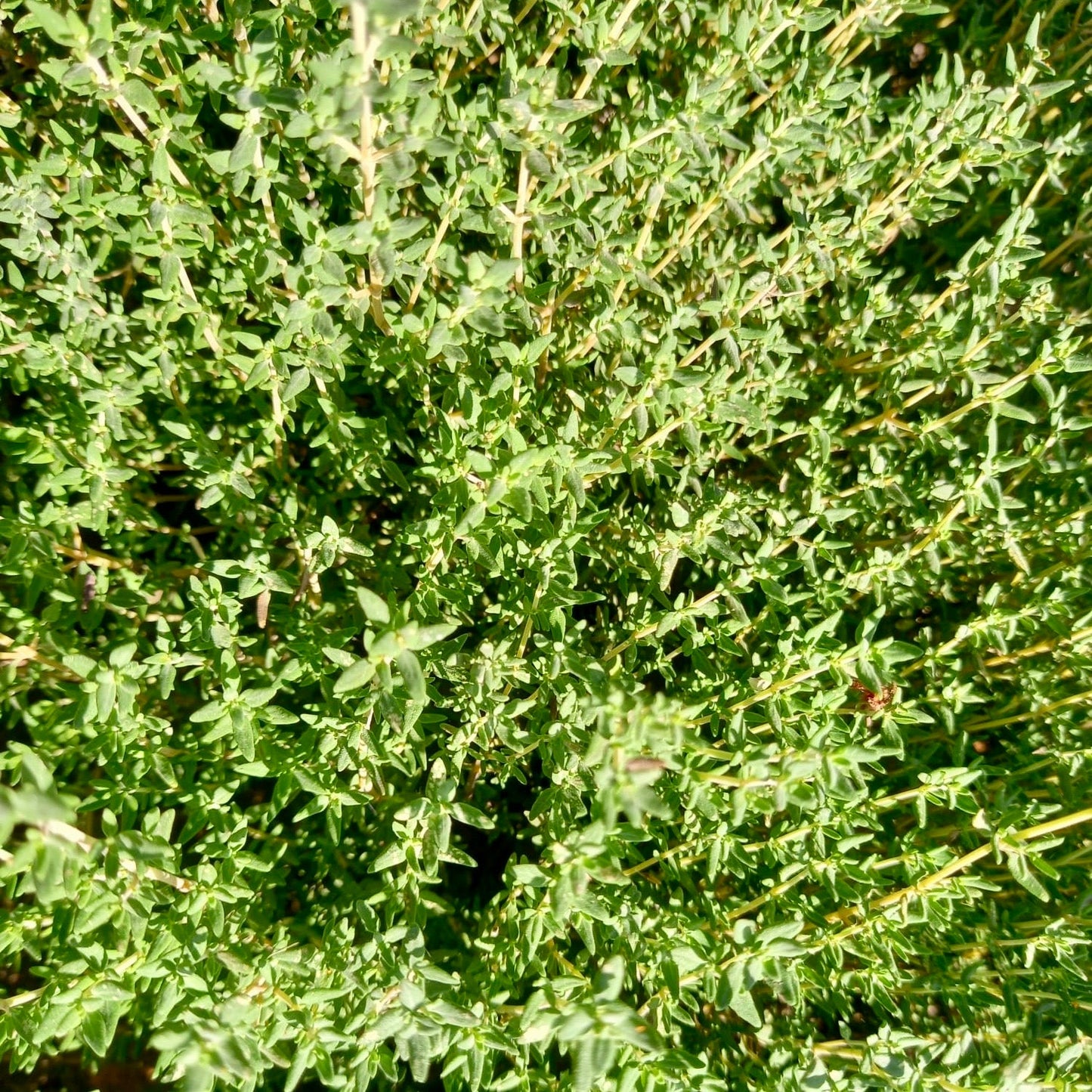 Thyme, Common - THYMUS vulgaris