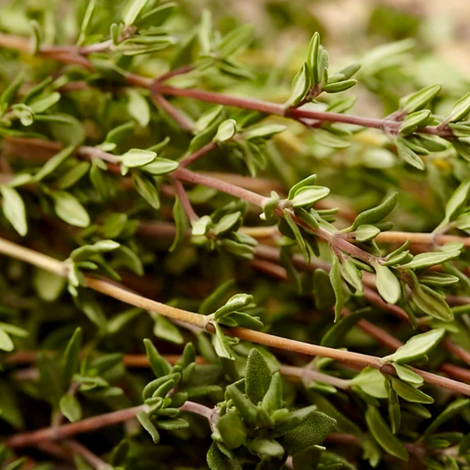 Thyme, Common - THYMUS vulgaris