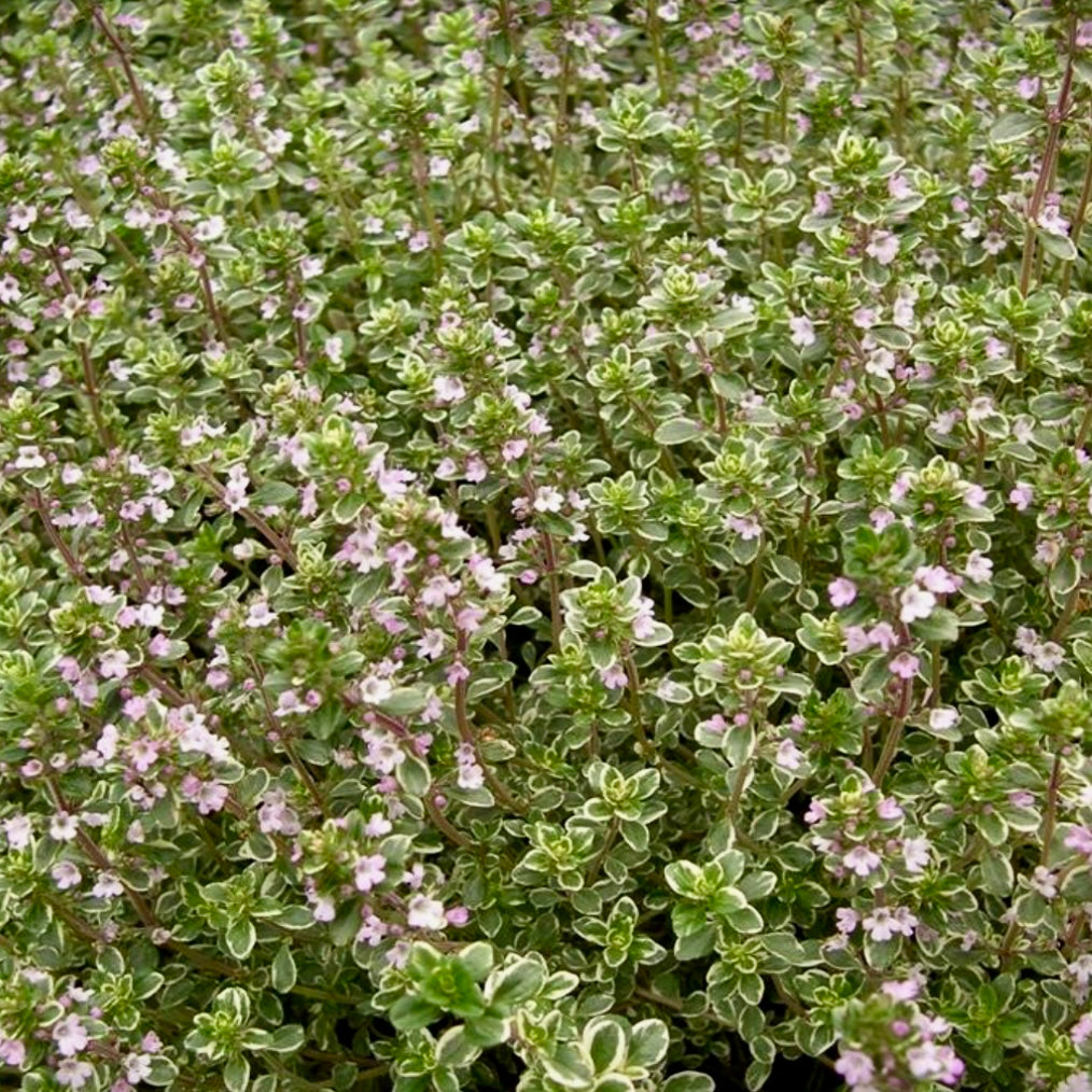 Thyme, Variegated Lemon - THYMUS citriodorus 'Silver Queen'