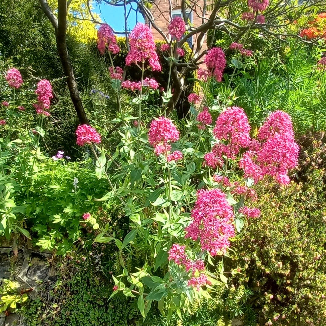 Valerian - CENTRANTHUS ruber 'coccineus'