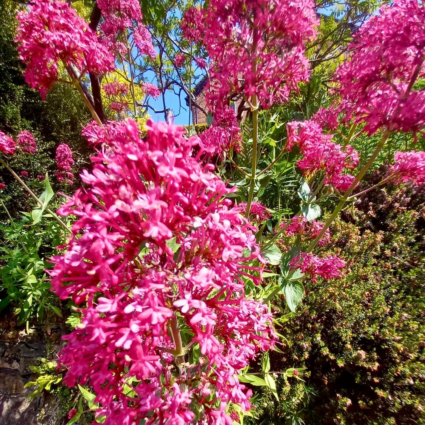 Valerian - CENTRANTHUS ruber 'coccineus'