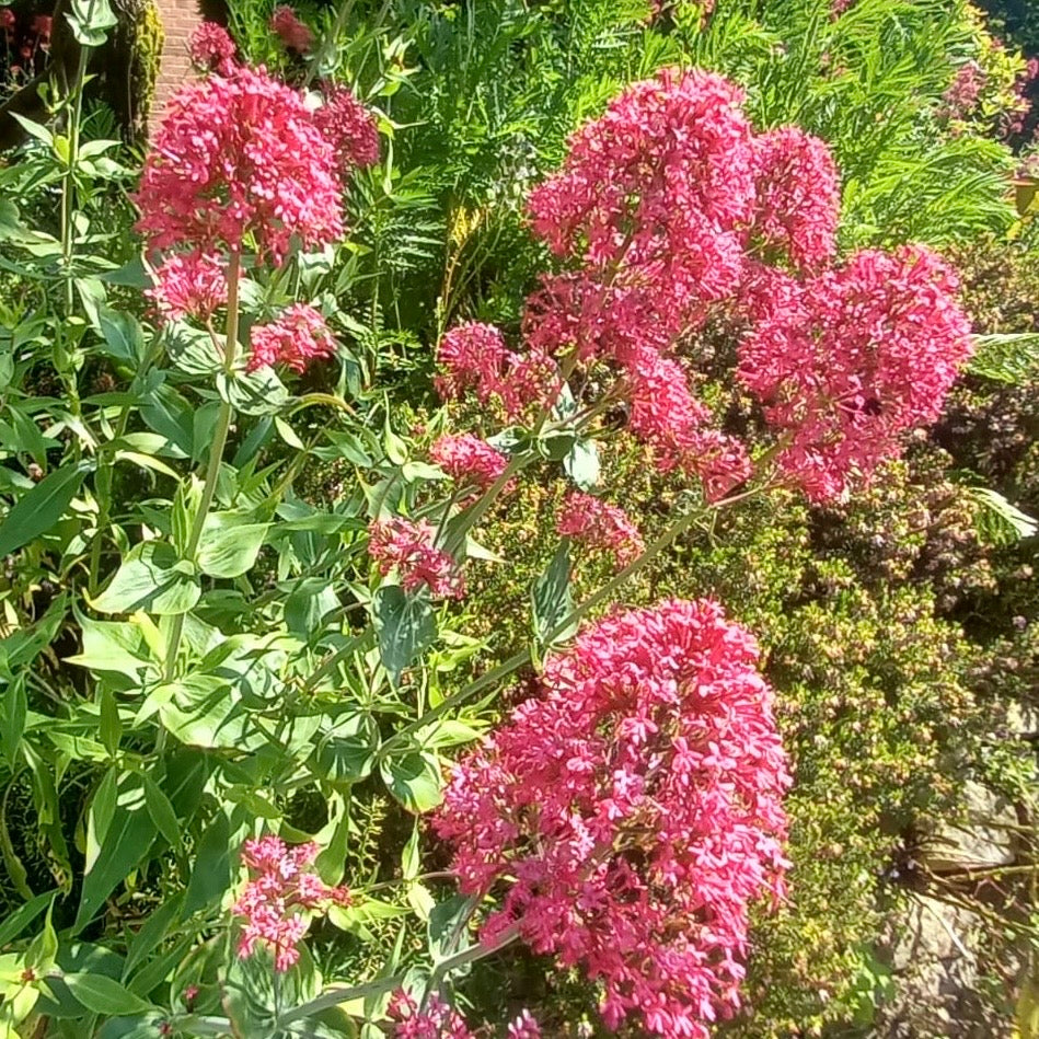 Valerian - CENTRANTHUS ruber 'coccineus'